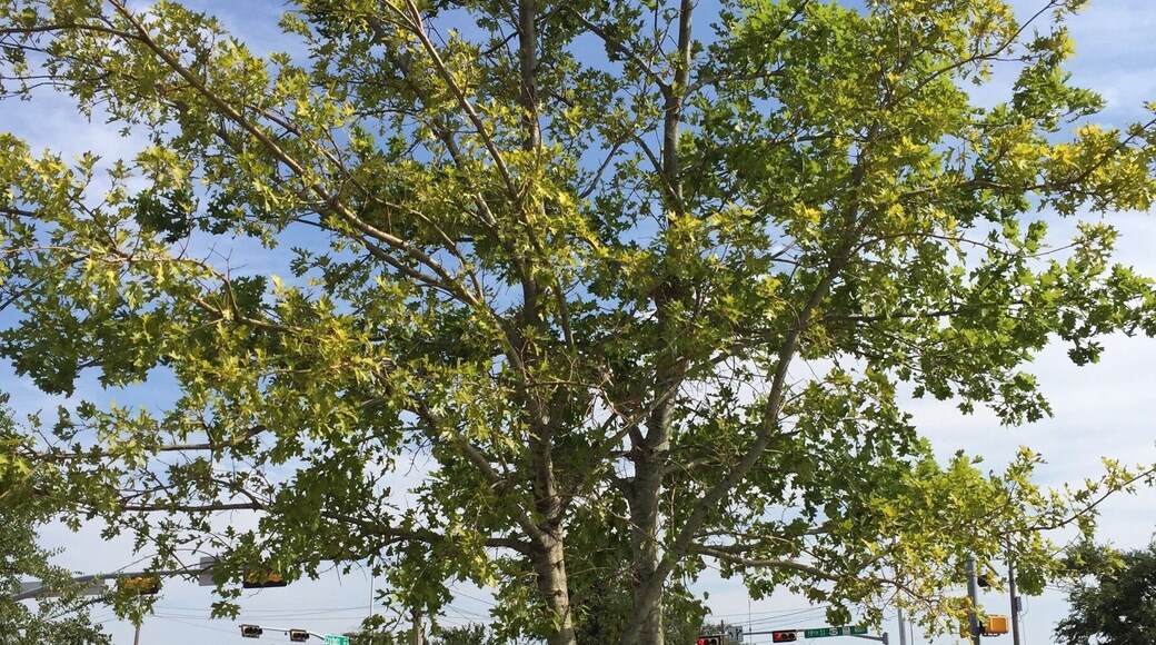 The McCartney oak was donated by Paul McCartney at the park as dedication to the people of Lubbock and Buddy Holly's influence to the musical style of The Beatles.