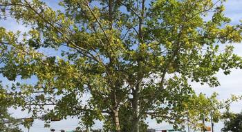 The McCartney oak was donated by Paul McCartney at the park as dedication to the people of Lubbock and Buddy Holly's influence to the musical style of The Beatles.
