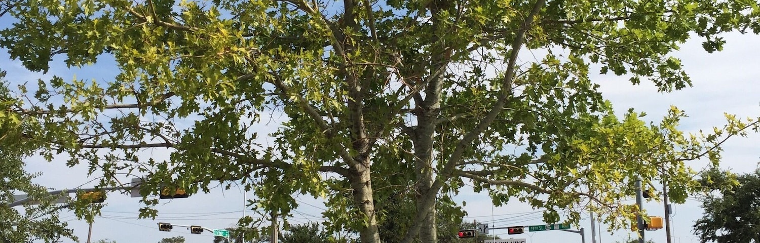 The McCartney oak was donated by Paul McCartney at the park as dedication to the people of Lubbock and Buddy Holly's influence to the musical style of The Beatles.