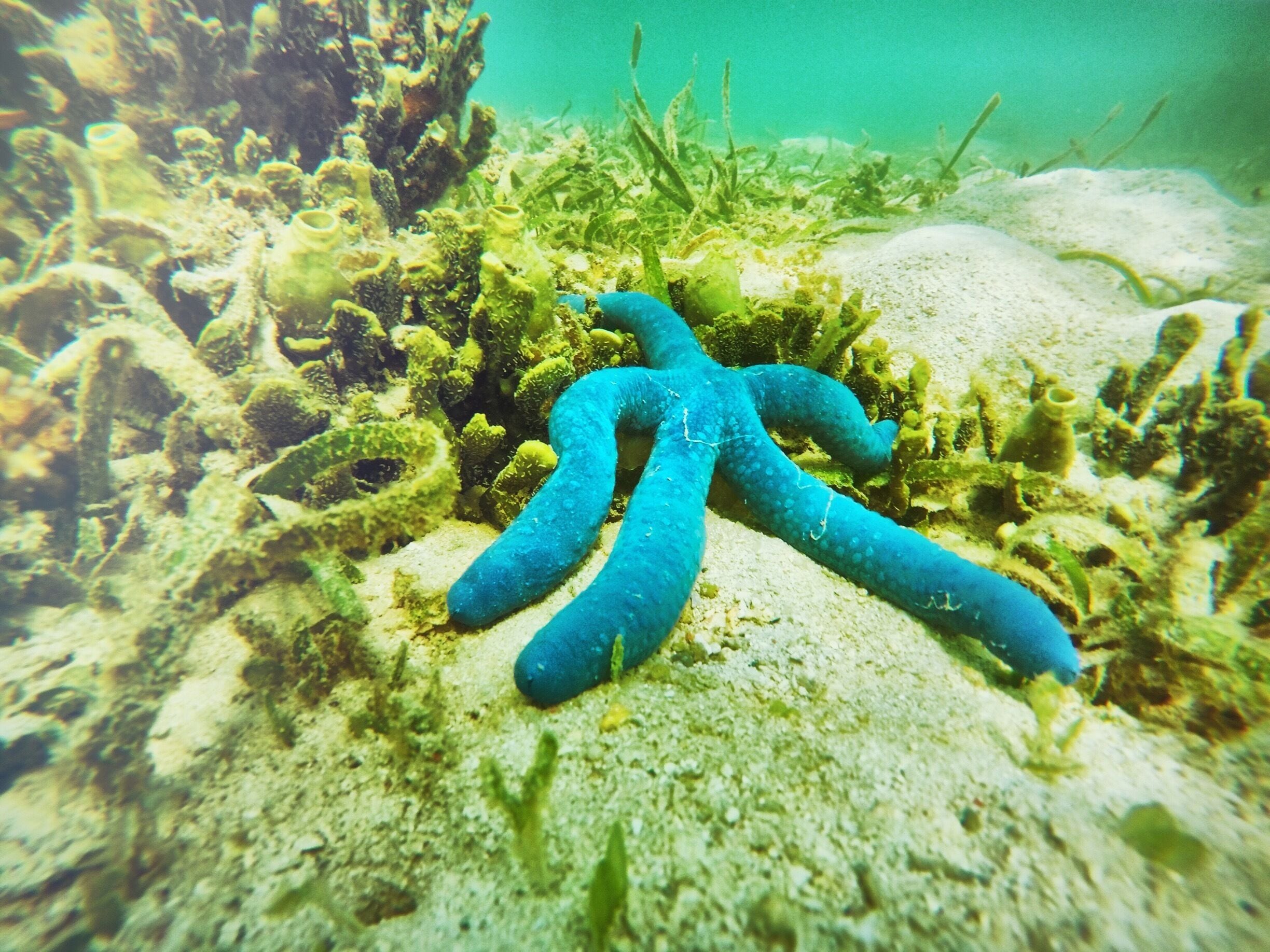 Plenty of blue starfish around this beach. There's a beautiful small mountain across this resort called the Monkey island, which was this picture taken. It's a short canoe/SUP ride to go across. An amazing surrounding. Wish it's my home 😍