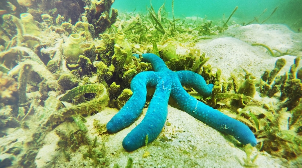 Plenty of blue starfish around this beach. There's a beautiful small mountain across this resort called the Monkey island, which was this picture taken. It's a short canoe/SUP ride to go across. An amazing surrounding. Wish it's my home 😍