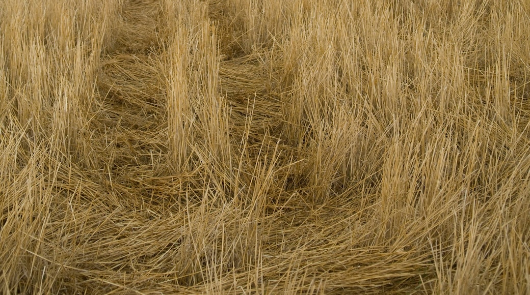 Wind turbines line the edge of a farm field in southwest Kansas; Liberal, Kansas, United States of America