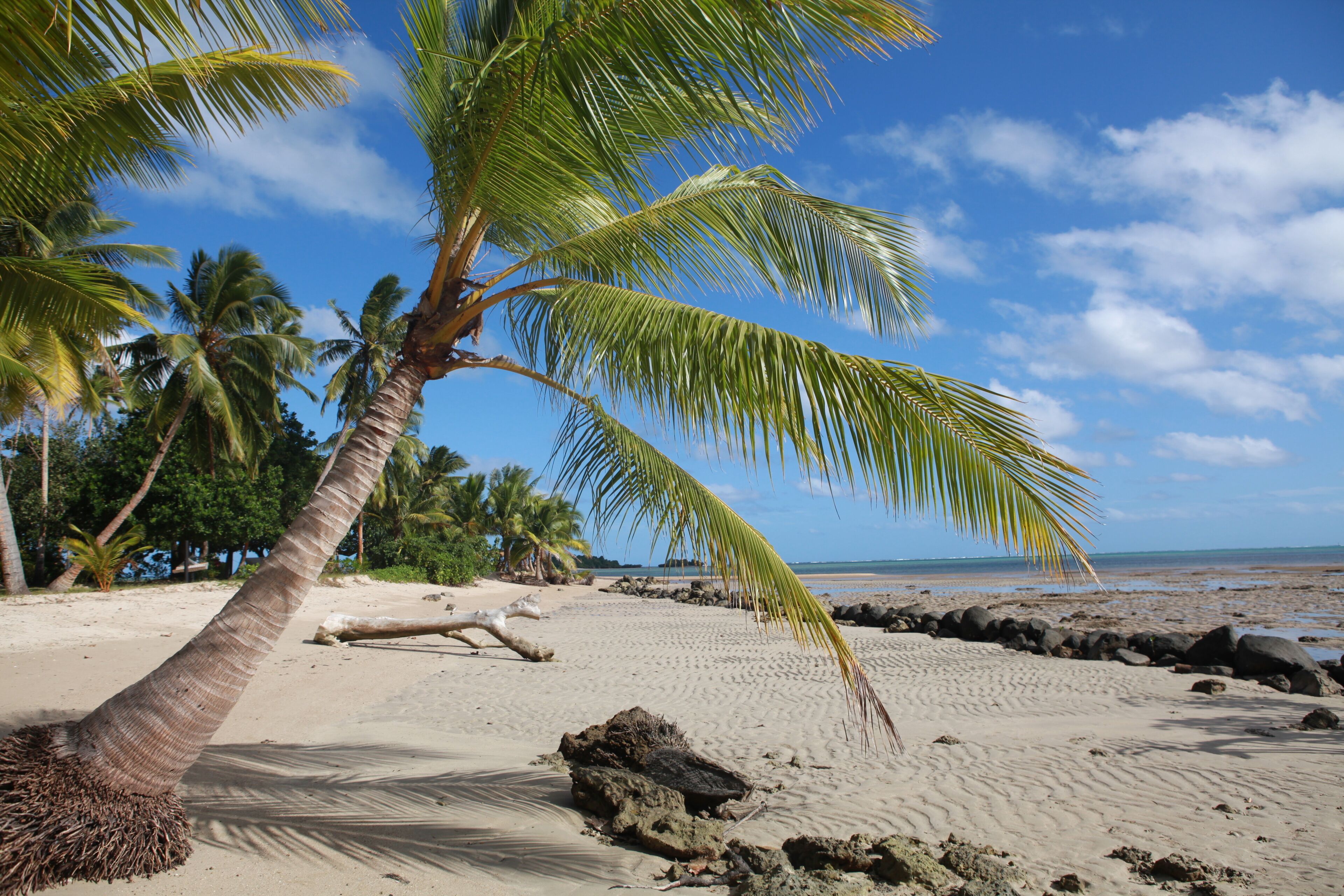 A palm tree on a sandy beach with a clear blue sky and ocean in the background.