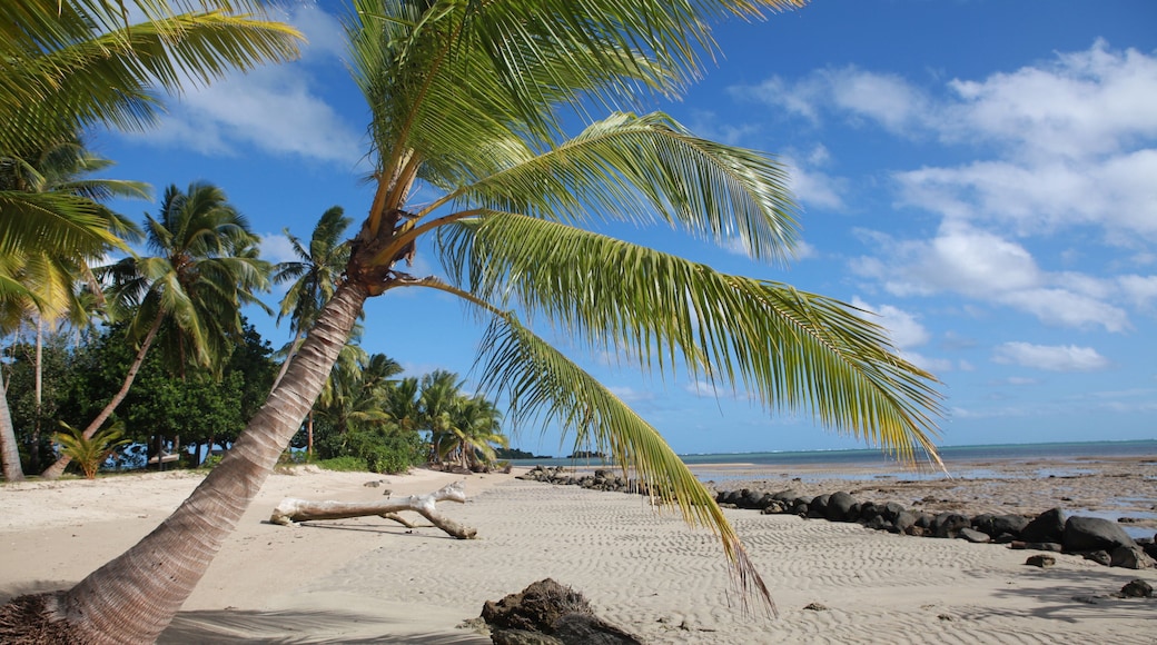 A palm tree on a sandy beach with a clear blue sky and ocean in the background.