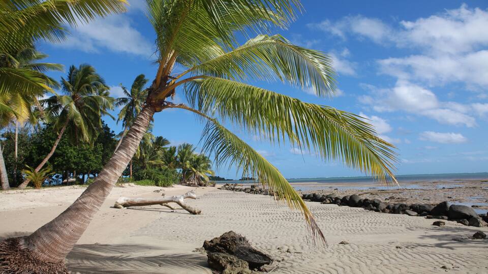 A palm tree on a sandy beach with a clear blue sky and ocean in the background.