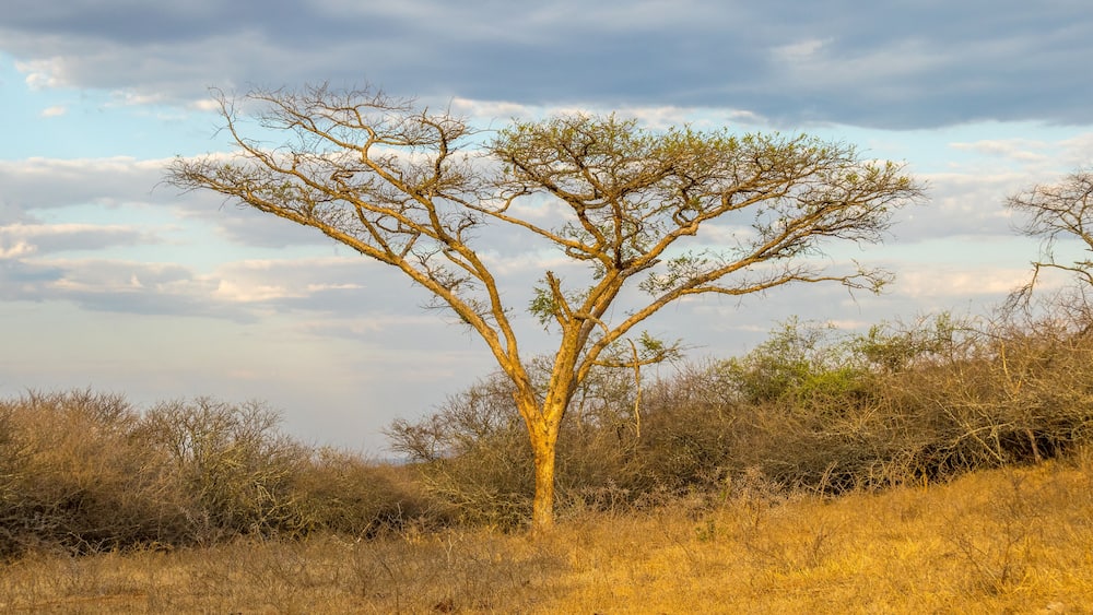 Thorn trees isolated against a cloudy sky in South Africa image in horizontal format with copy space