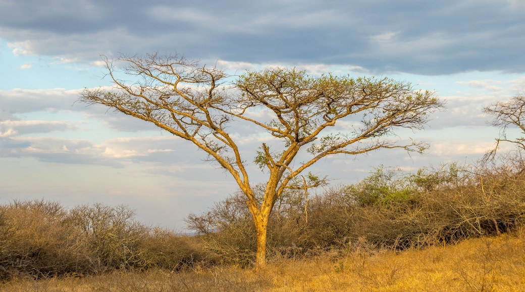 Thorn trees isolated against a cloudy sky in South Africa image in horizontal format with copy space