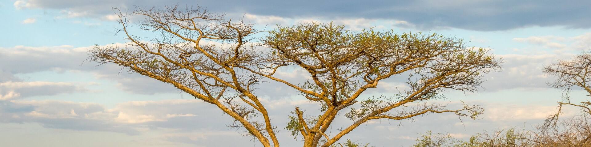 Thorn trees isolated against a cloudy sky in South Africa image in horizontal format with copy space