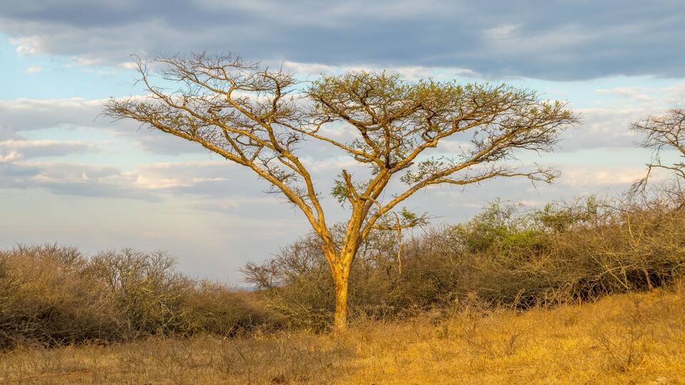 Thorn trees isolated against a cloudy sky in South Africa image in horizontal format with copy space