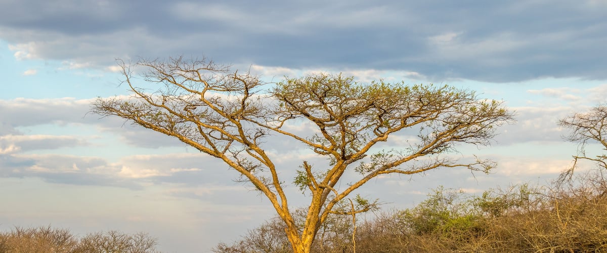 A solitary tree with a thick trunk and sparse branches in a dry, grassy field.