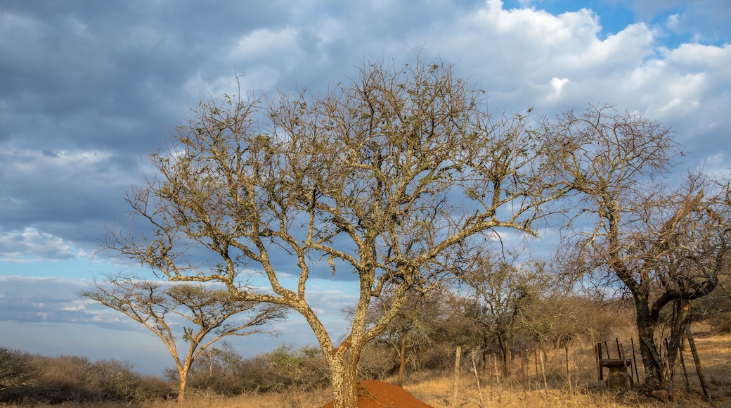 Thorn trees isolated against a cloudy sky in South Africa image in horizontal format with copy space
