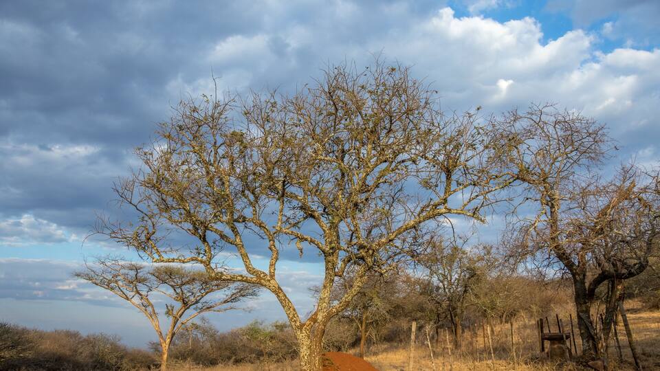 Thorn trees isolated against a cloudy sky in South Africa image in horizontal format with copy space