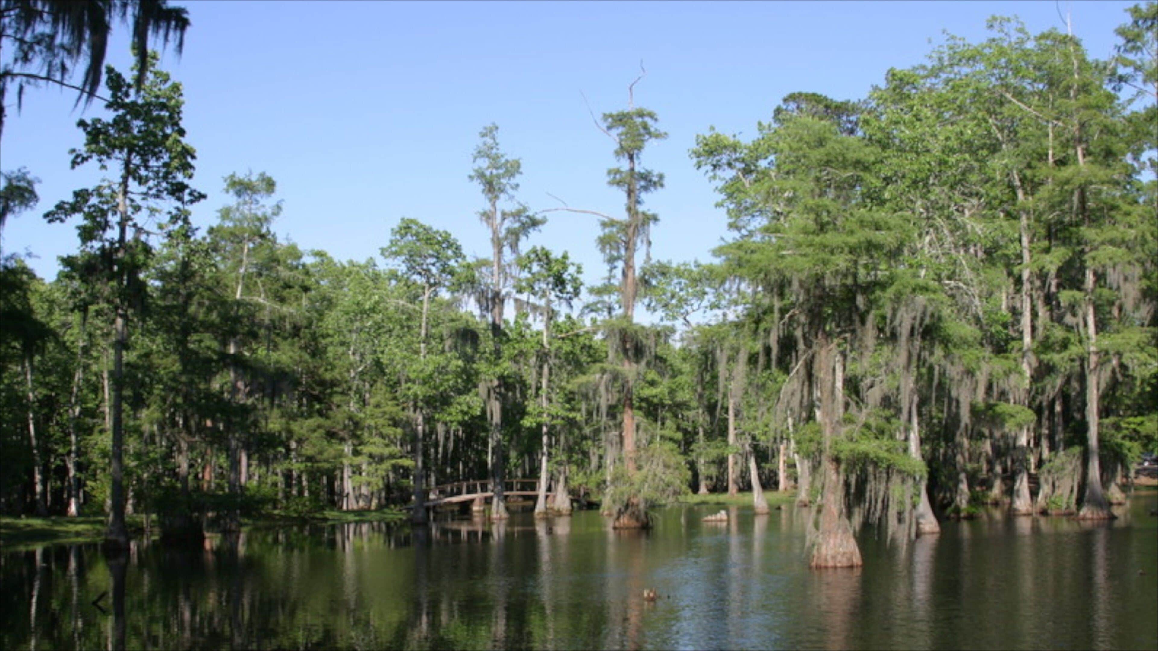 Lake Charles showing forest scenes and a lake or waterhole
