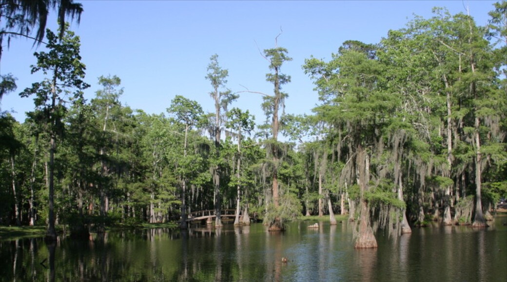 Lake Charles showing forest scenes and a lake or waterhole
