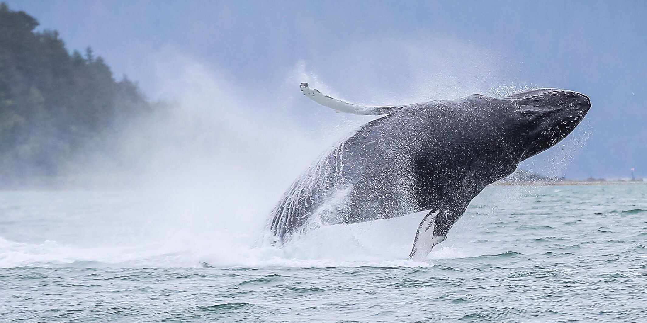 Breaching humpback whale shot on the backside of Douglas Island in Juneau Alaska. #nature is wild, wet and 20 Tons!! #adventure