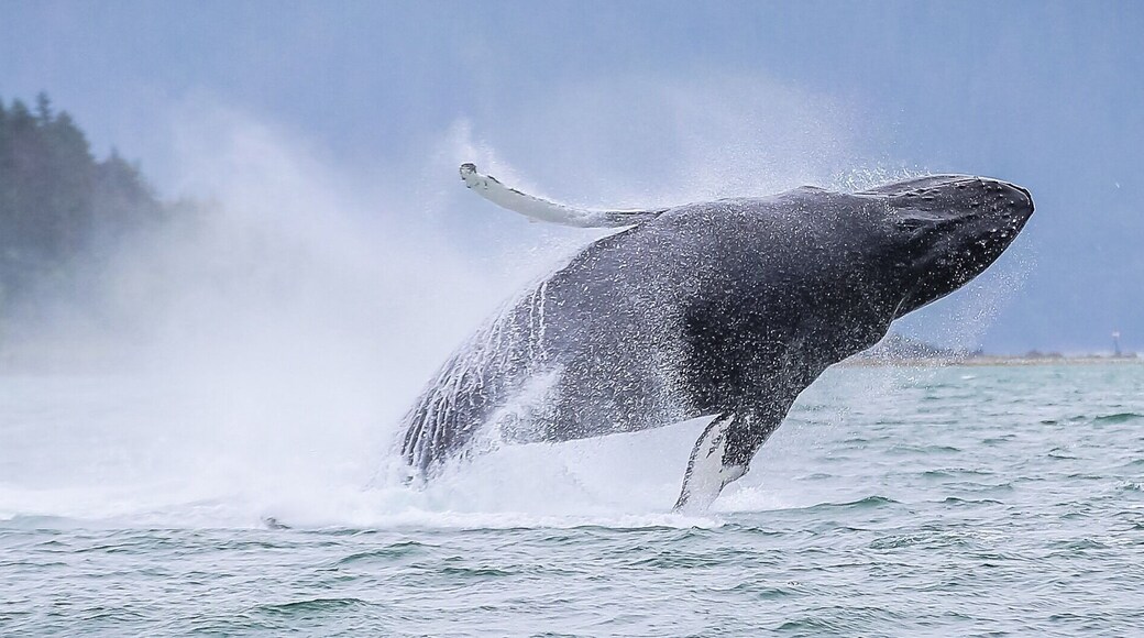 Breaching humpback whale shot on the backside of Douglas Island in Juneau Alaska. #nature is wild, wet and 20 Tons!! #adventure