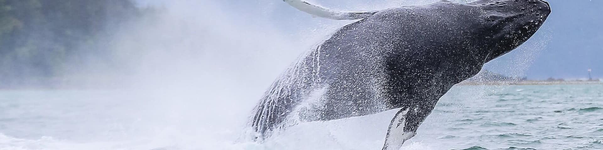 A humpback whale breaching the ocean surface.