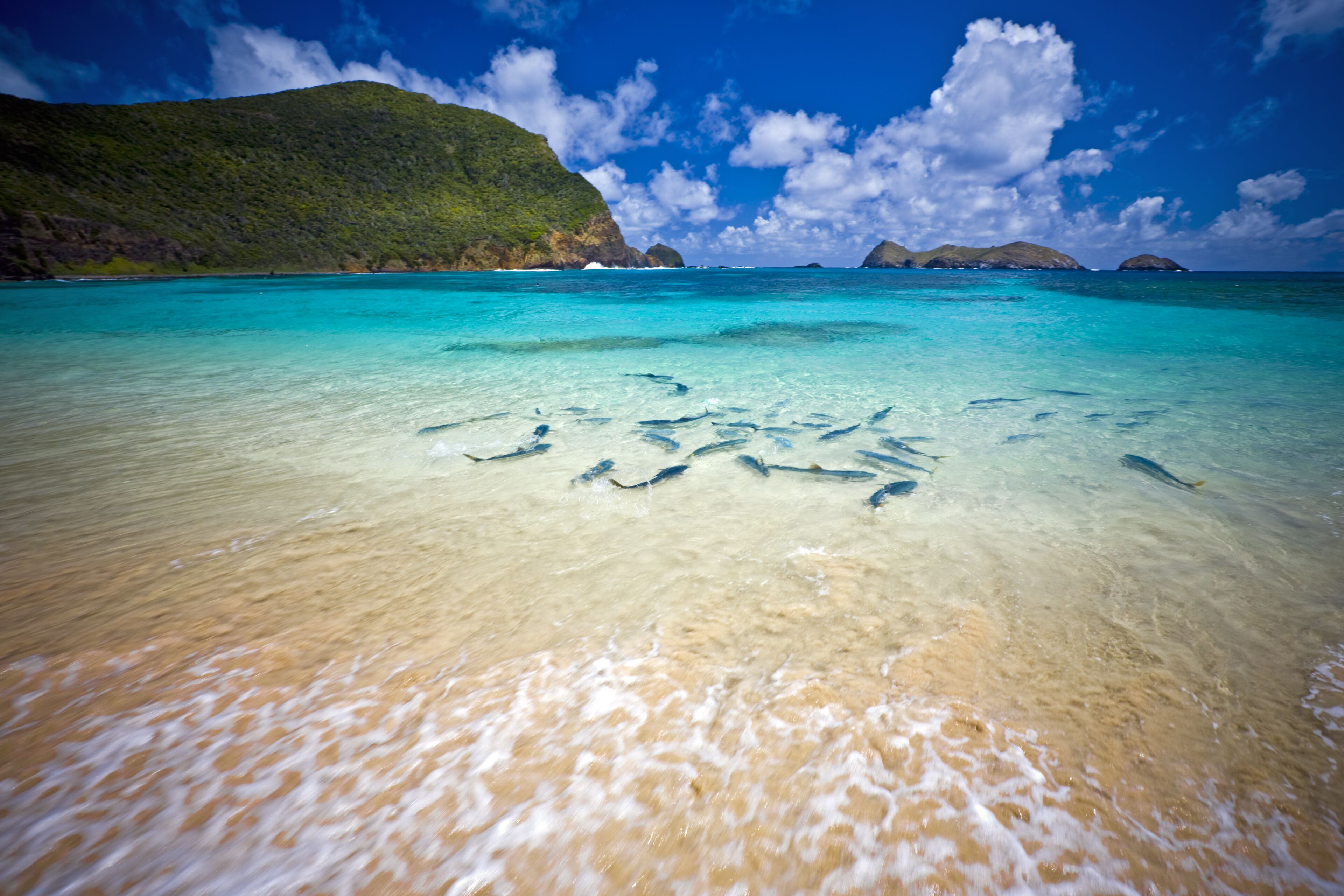 School of King Fish at Lord Howe Island