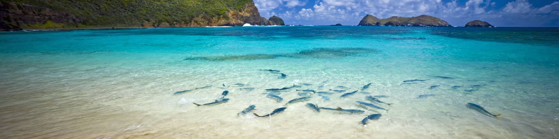 School of King Fish at Lord Howe Island