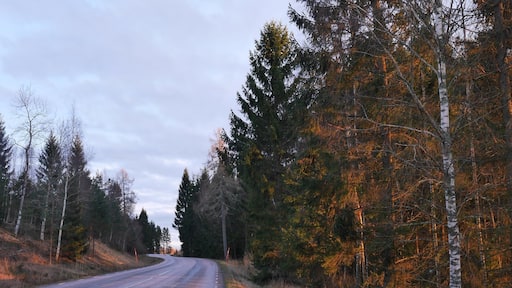 somewhere 30 minutes away between Lidköping and Falköping during sunset today
#roadtrip #sweden #forest