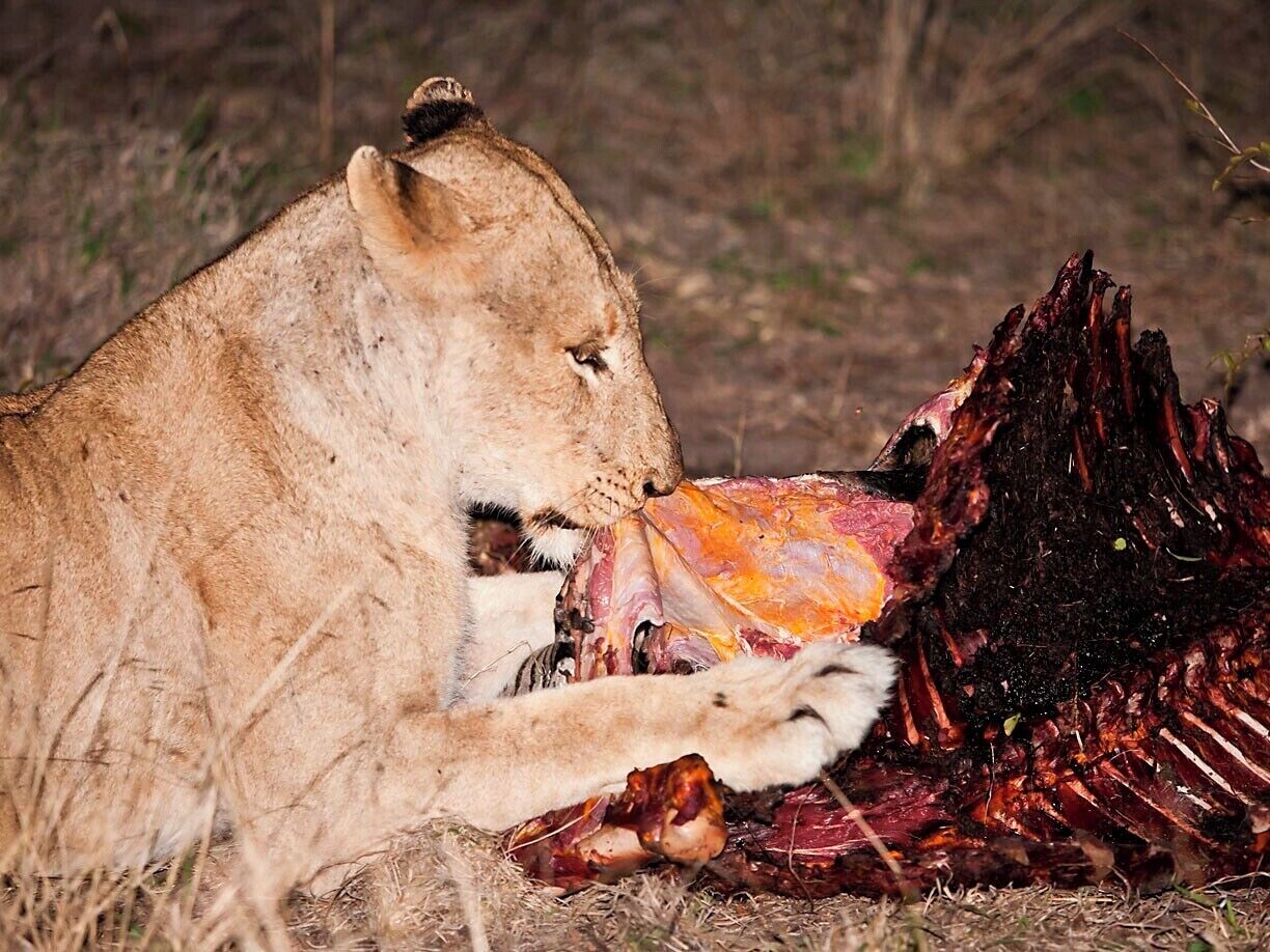 We found this kill in the evening and stuck around past dark to watch as a male and female took turns devouring every last morsel.