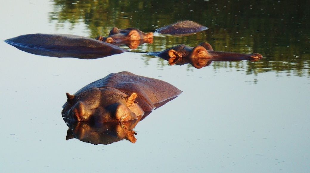 #hippos having a sunset swim. These amazing animals are extremely territorial over their water homes! Stand safely around the edge of the lake but as soon as you touch the water you may be in huge trouble... Unless you're a crocodile. What amazing and powerful creatures! #wildlife #safari #sabisands #africa