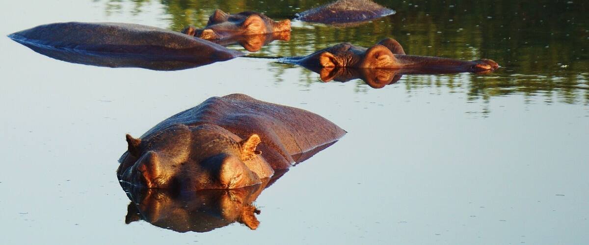 #hippos having a sunset swim. These amazing animals are extremely territorial over their water homes! Stand safely around the edge of the lake but as soon as you touch the water you may be in huge trouble... Unless you're a crocodile. What amazing and powerful creatures! #wildlife #safari #sabisands #africa