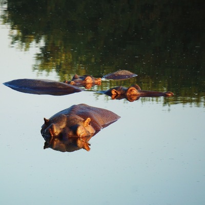 #hippos having a sunset swim. These amazing animals are extremely territorial over their water homes! Stand safely around the edge of the lake but as soon as you touch the water you may be in huge trouble... Unless you're a crocodile. What amazing and powerful creatures! #wildlife #safari #sabisands #africa