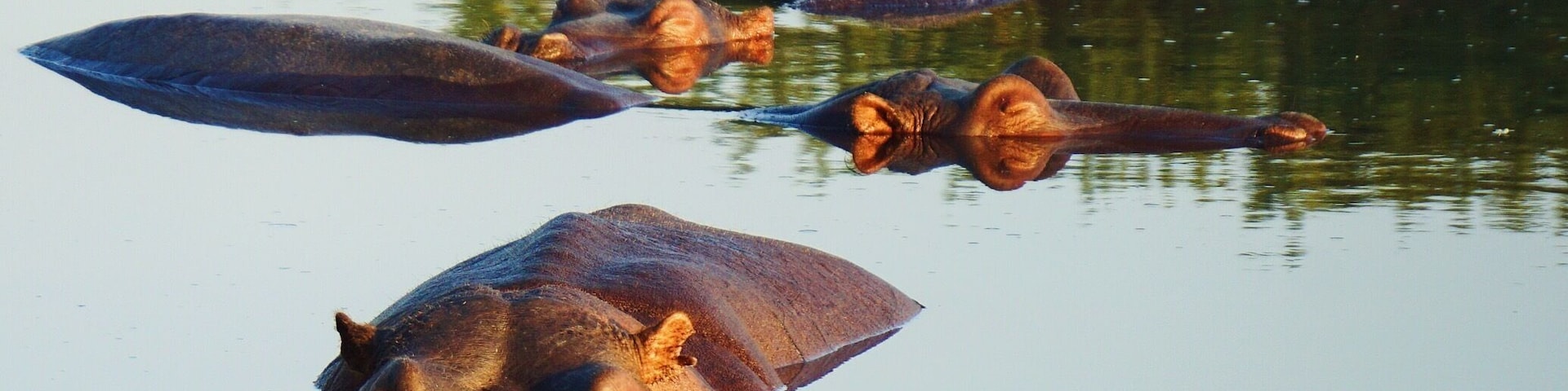 #hippos having a sunset swim. These amazing animals are extremely territorial over their water homes! Stand safely around the edge of the lake but as soon as you touch the water you may be in huge trouble... Unless you're a crocodile. What amazing and powerful creatures! #wildlife #safari #sabisands #africa