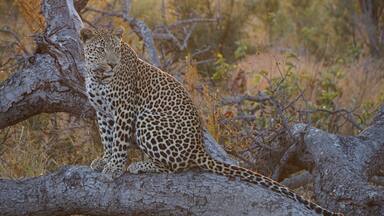 Un leopardo sentado en una rama de árbol en un paisaje seco y arbustivo.