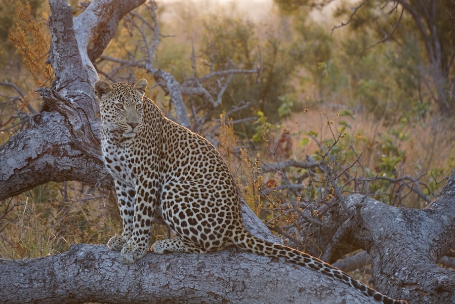 Uma leopardo sentada num galho de árvore em uma paisagem seca e com vegetação densa.