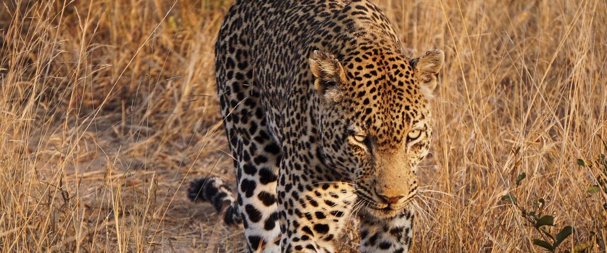 A leopard walking through tall, dry grass.