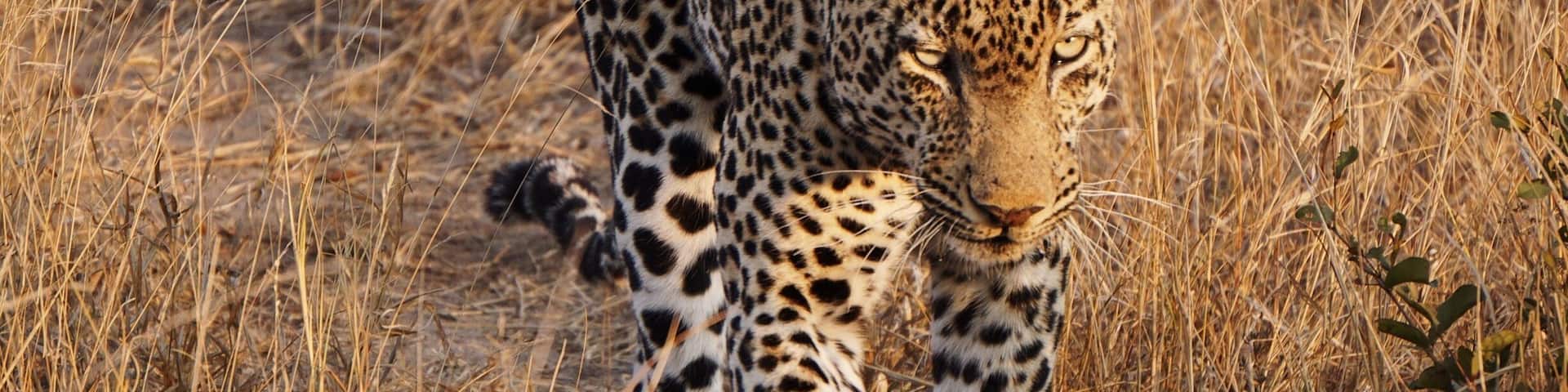 A leopard walking through tall, dry grass.