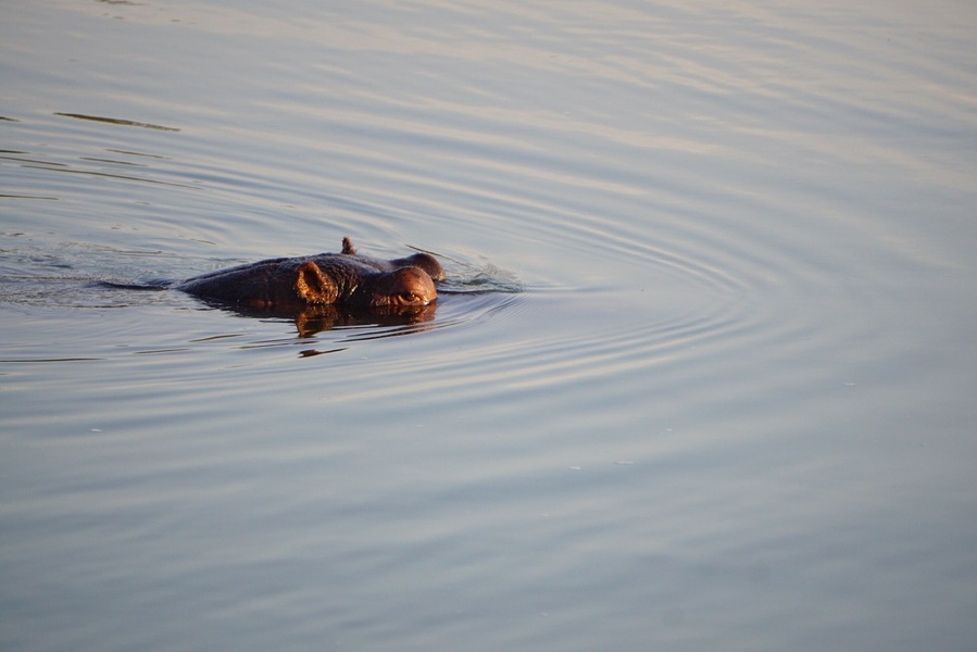 #hippo spotting on a game drive. They almost look like rocks! I love watching their little ears flutter #africa #wildlife #explore