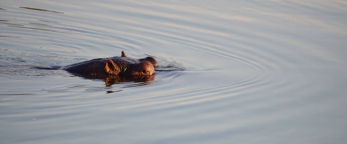 A large animal partially submerged in calm water with ripples around it.