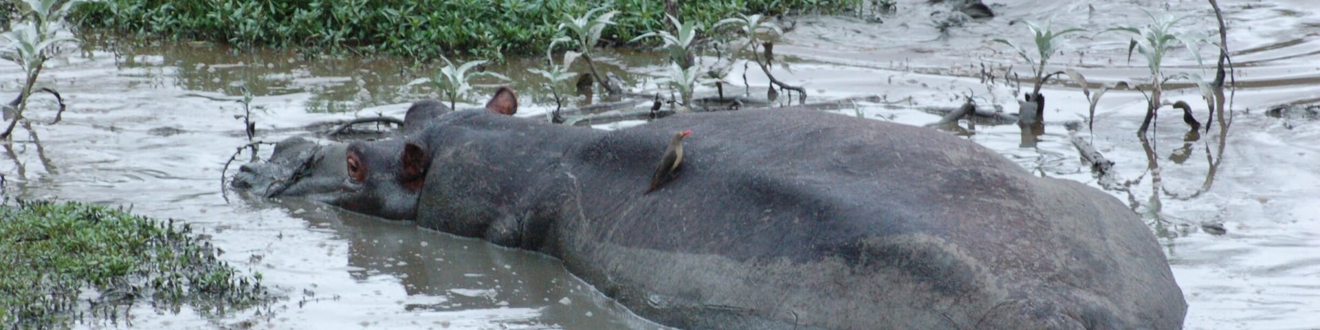 Just messing about in a river!