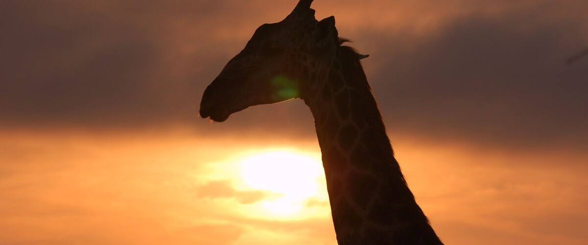 A trip of a lifetime... Londolozi... the big 6 in the first day!