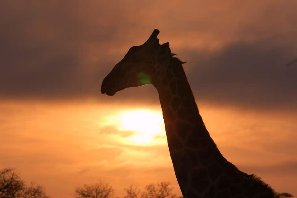 Silhouette di una giraffa su uno sfondo di cielo al tramonto.