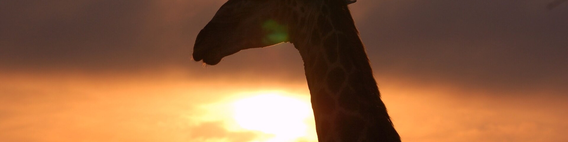 A trip of a lifetime... Londolozi... the big 6 in the first day!