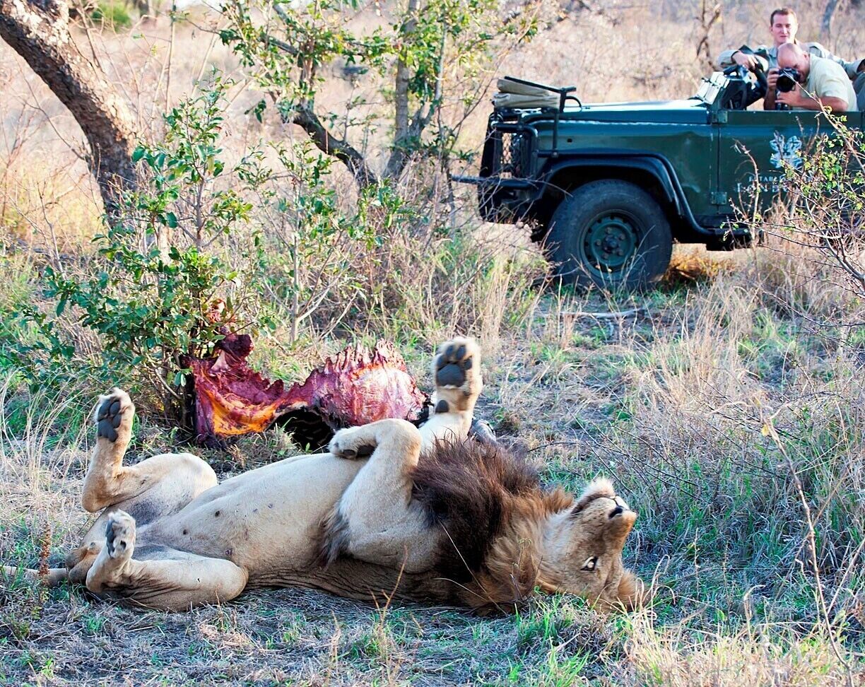 A lion lying on the ground with a carcass nearby, and a vehicle with people in the background.