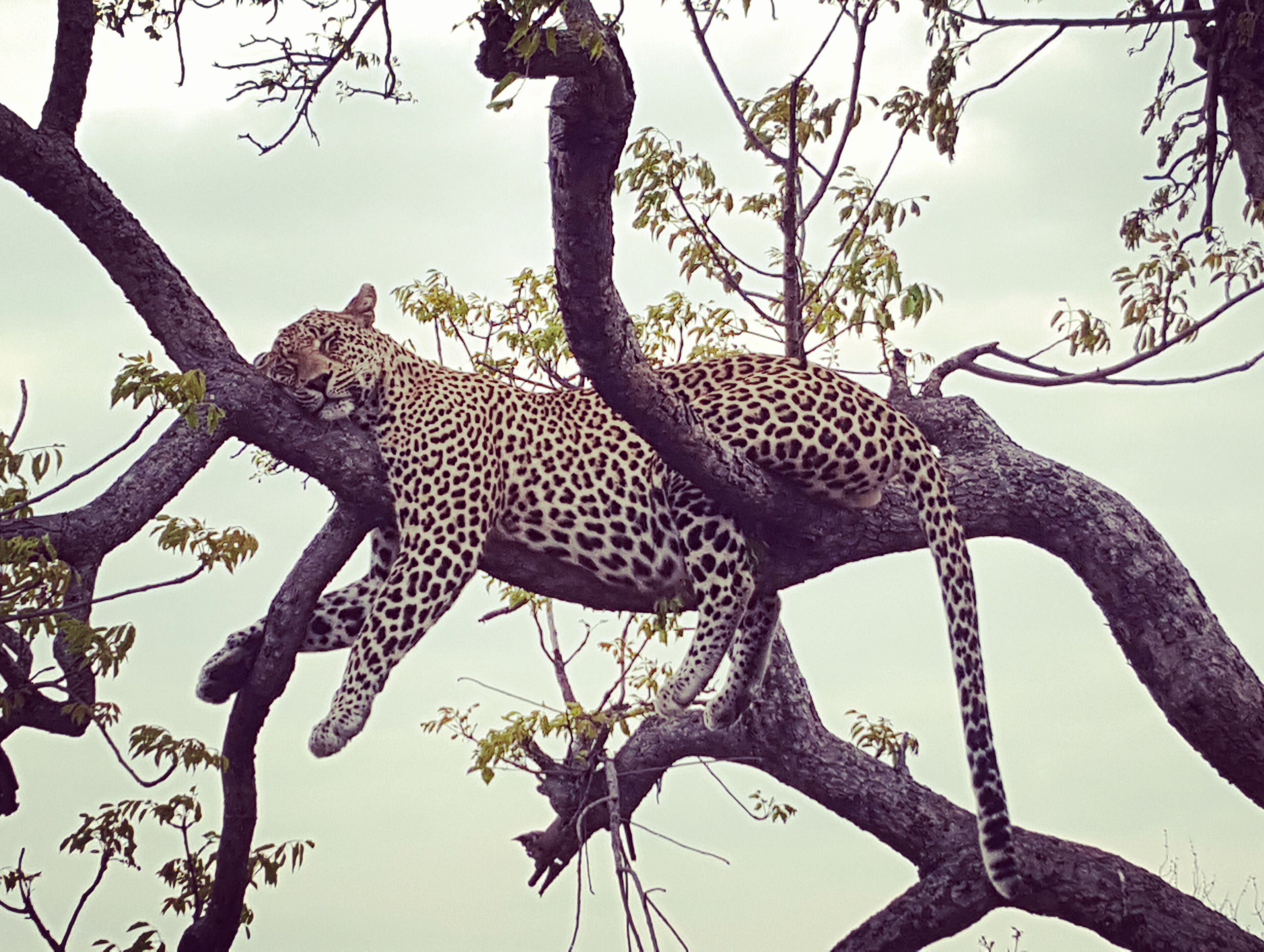 Finally he gets to rest after a big meal
#lifeatexpedia