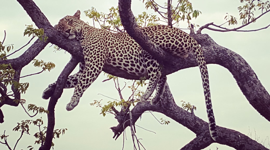 Finally he gets to rest after a big meal
#lifeatexpedia