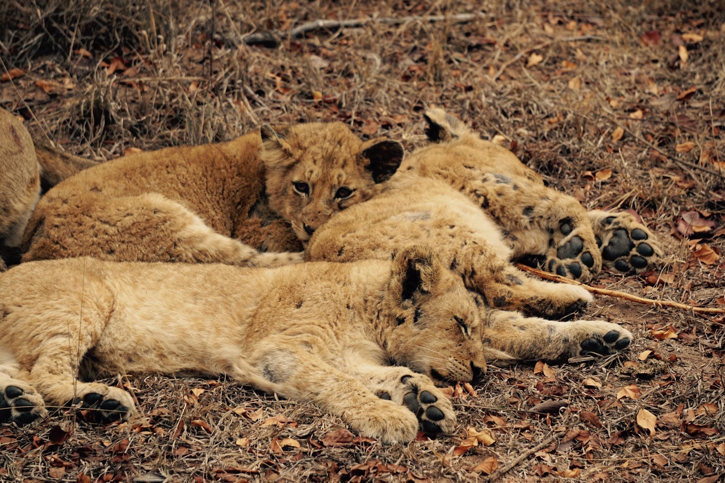 #lioncubs having a rest in the game reserve. They had some kind of skin condition and were very unwell