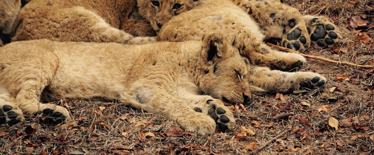 #lioncubs having a rest in the game reserve. They had some kind of skin condition and were very unwell