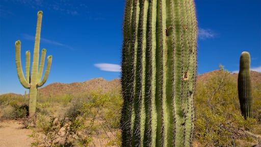 Arizona showing desert views