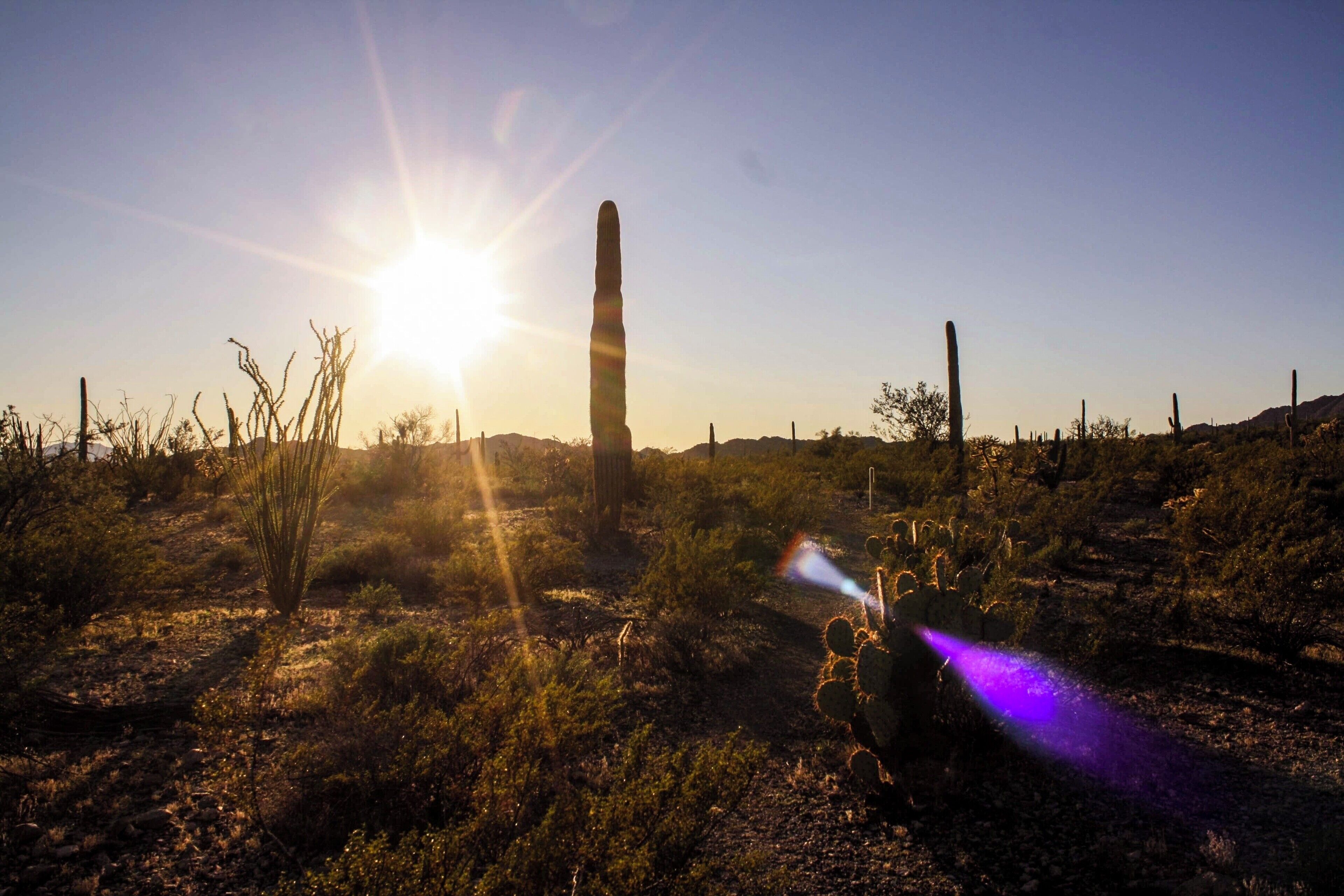 Some Organ Pipe Monument sunset love. #sunset #cactus #arizona #greatoutdoors #camping #adventure
