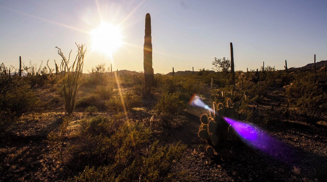 Some Organ Pipe Monument sunset love. #sunset #cactus #arizona #greatoutdoors #camping #adventure