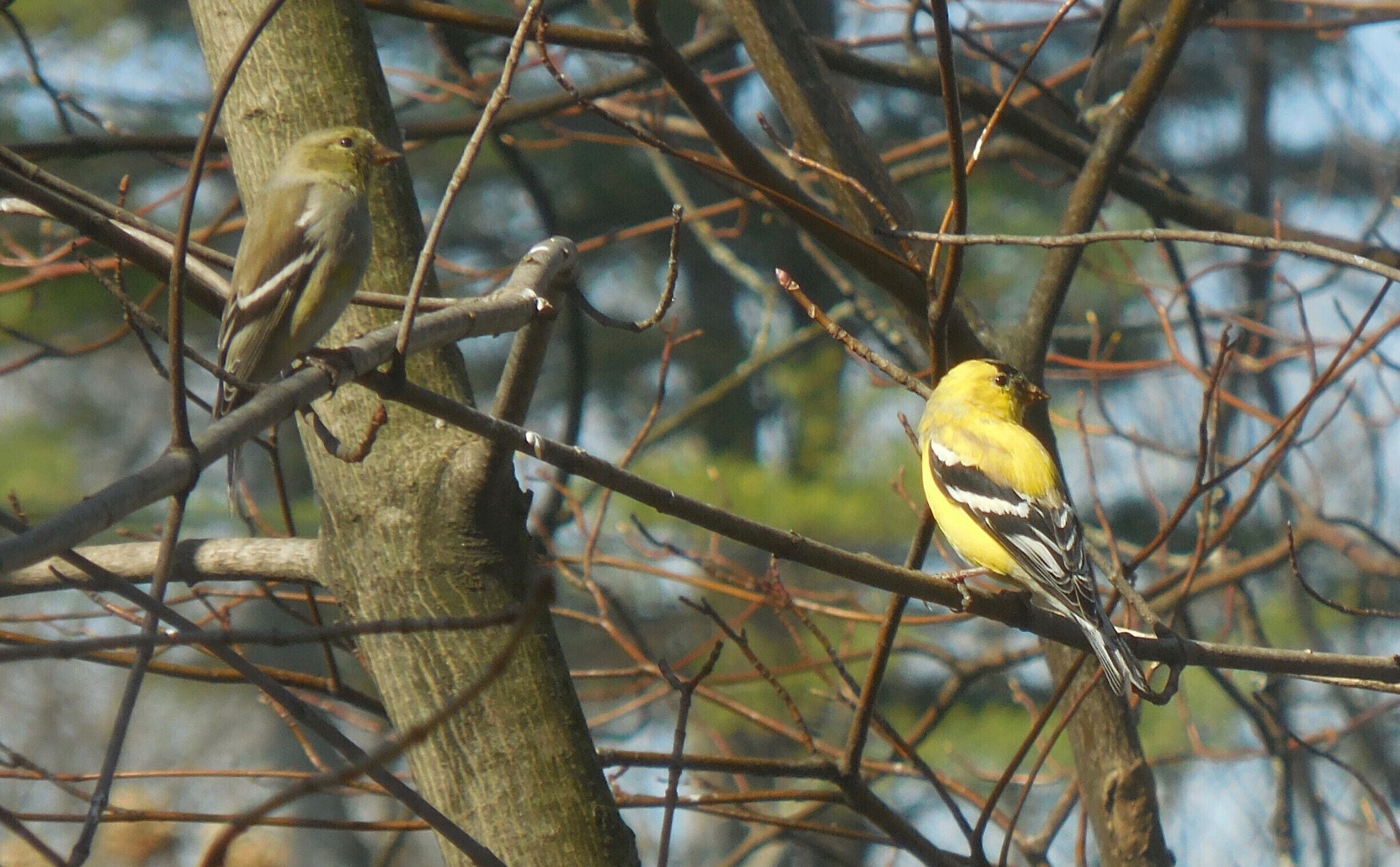 Backyard Birding.  We have had a flock of Goldfinches feeding in our backyard all winter.  This male and female are two of them.