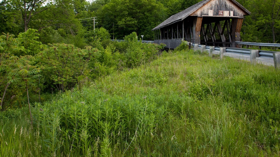 A wooden covered bridge in a lush green forest.
