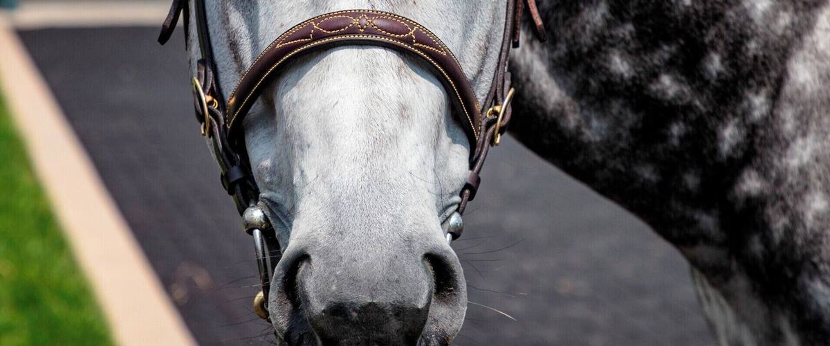 If you ever wanted to see many of the recent Kentucky derby winners Darby farms is your place. They have a wonderful tour and you can get to meet plenty of the horses.